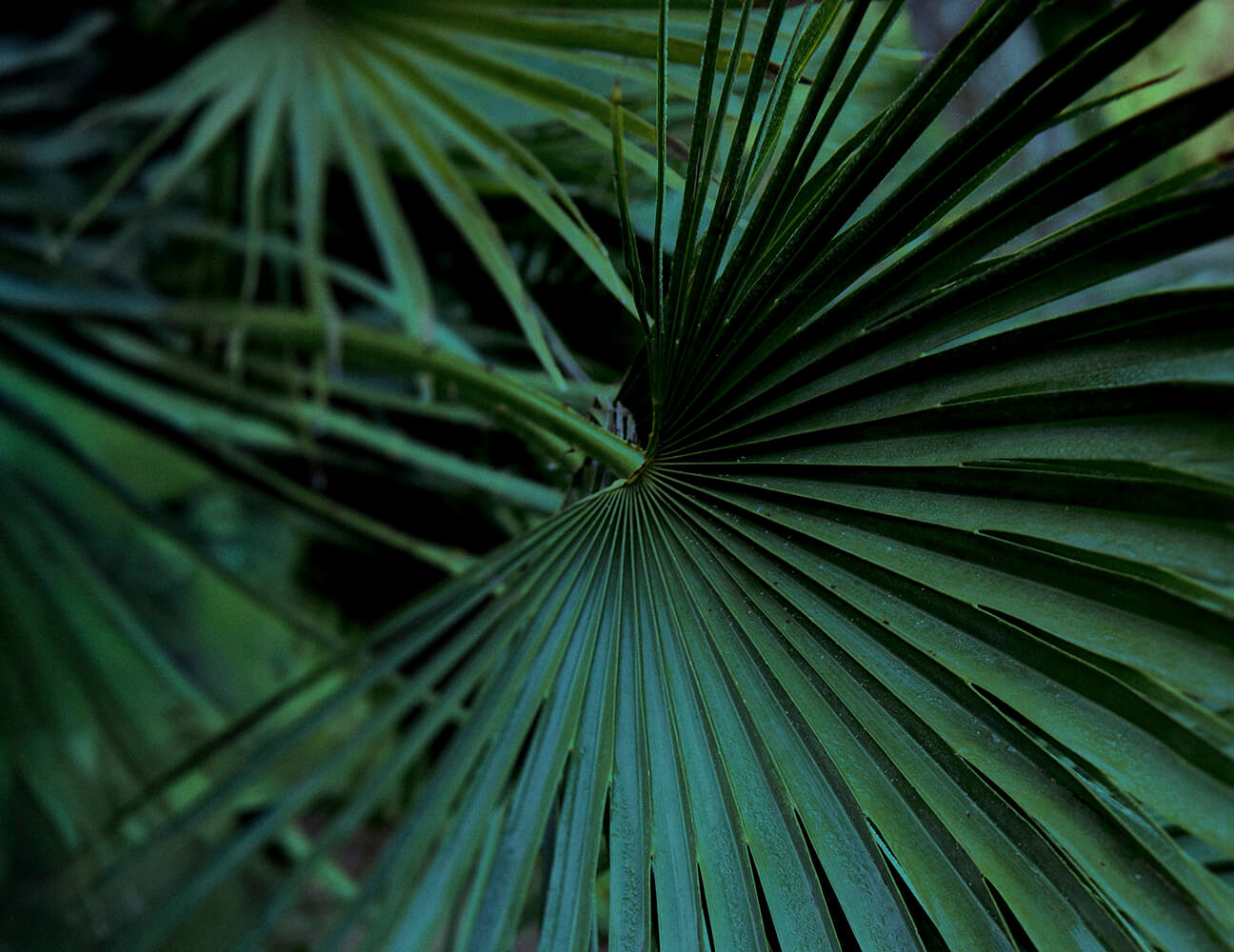 Green palm branch